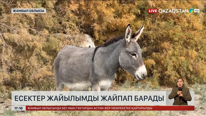 Жамбыл облысында есек қаптап кетті