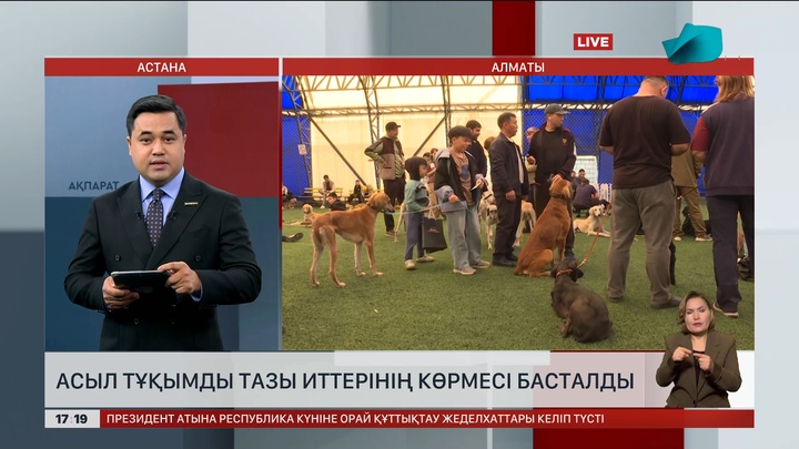 Алматыда асыл тұқымды тазы иттерінің көрмесі өтіп жатыр