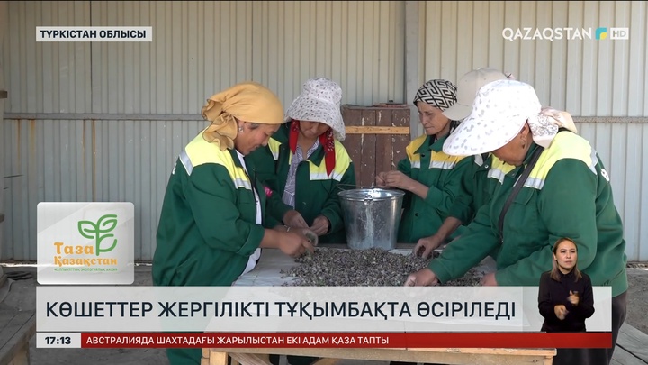 Арыстағы көшеттер жергілікті тұқымбақта өсіріледі