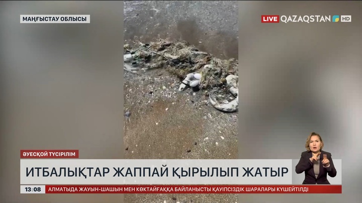 Каспийде итбалықтар тағы қырылып жатыр