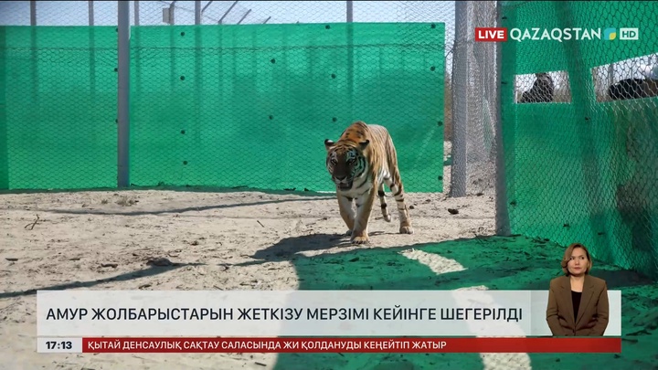 Қазақстанға амур жолбарыстарын әкелу кейінге қалды