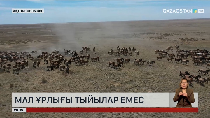 Ақтөбе облысында мал ұрлығы тыйылар емес 