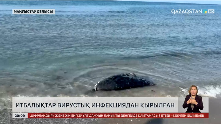 Итбалықтар вирустық инфекциядан қырылған