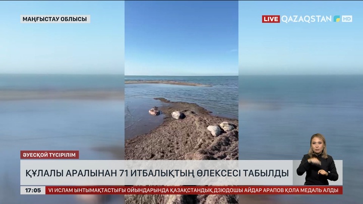Құлалы аралынан 70-тен астам итбалықтың өлексесі табылды