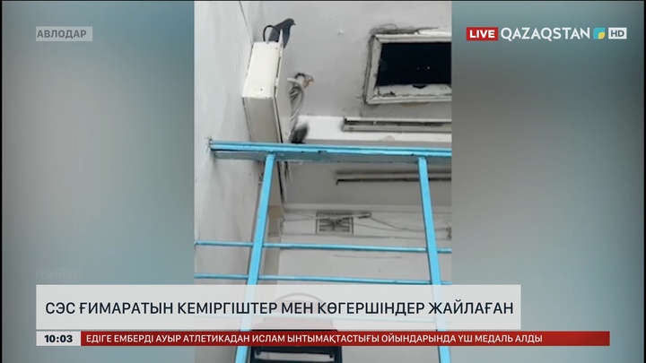 Павлодарда СЭС ғимаратын кеміргіштер мен көгершіндер жайлаған