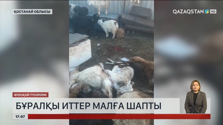  Қостанайда бұралқы иттер малға шапты