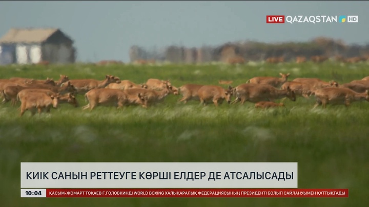 Киік популяциясының әлем бойынша 98% Қазақстанда