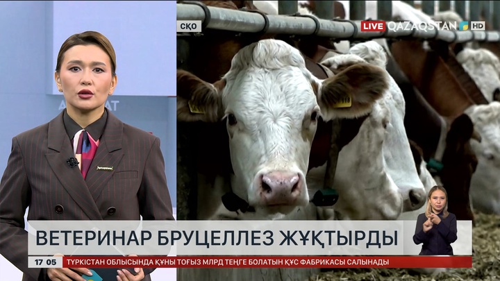 СҚО-да мал дәрігері бруцеллез жұқтырған