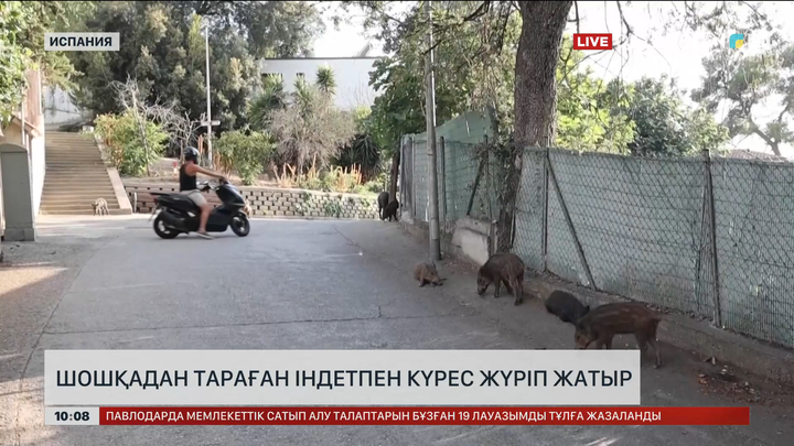 Испанияда шошқадан тараған індетпен күрес жүргізіліп жатыр