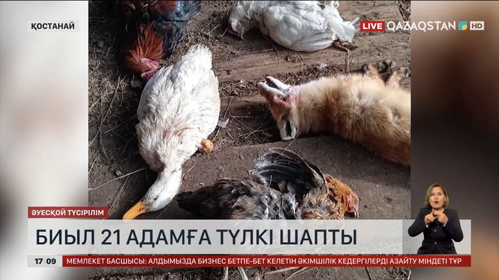Қостанай облысында түлкінің адамға шапқан 21 дерек тіркелді