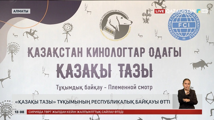  «Қазақы тазы» тұқымының республикалық байқауы өтті