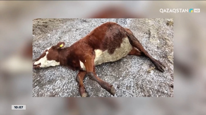  Ақмола облысында ірі қара белгісіз аурудан қырылды