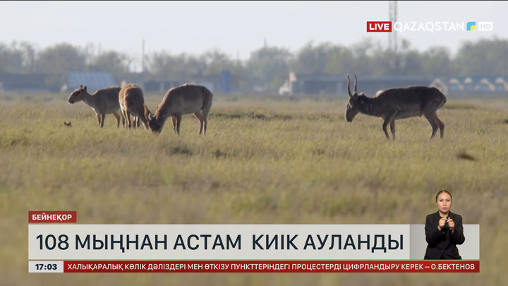 БҚО-да 110 мыңдай киік ауланған 
