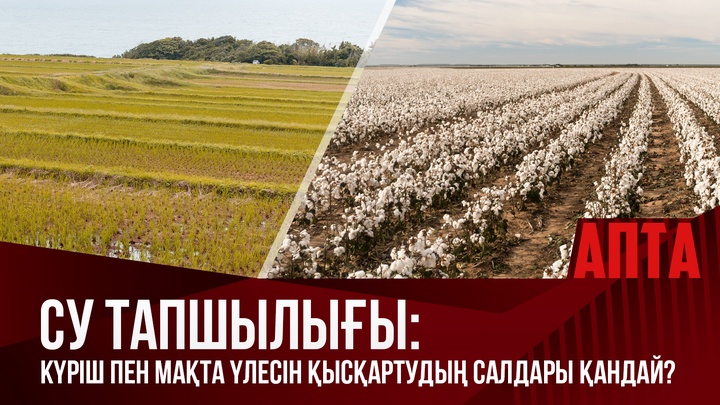 Су тапшылығы: Күріш пен мақта үлесін қысқартудың салдары қандай?