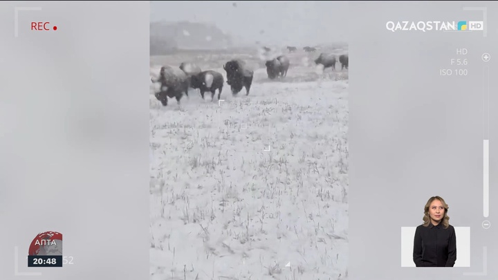Қарағанды облысындағы «Бұйратау» ұлттық паркінде 26 бизон жүр