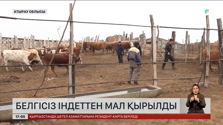 Атырау облысында белгісіз індеттен сиырлар өліп жатыр