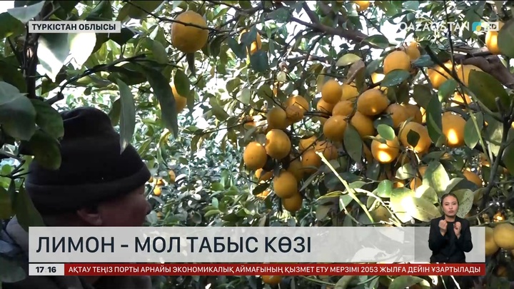  Түркістанда лимон өсірушілер қатары көбейген