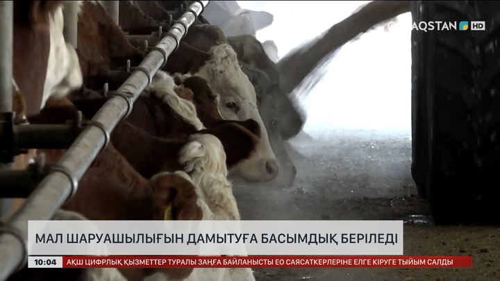 Әртараптандыру нәтижесі: Бұршақ дақылдарынан рекордтық өнім жиналды 