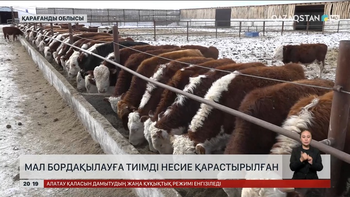 Мал бордақылауға тиімді несие қарастырылған