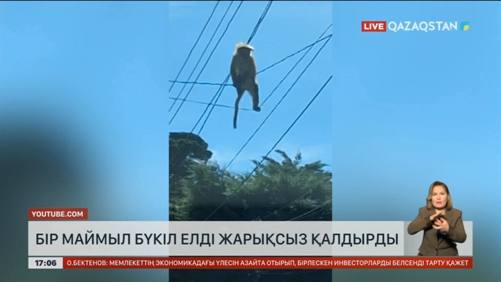 Шри-Ланкада бір маймыл бүкіл елді жарықсыз қалдырды