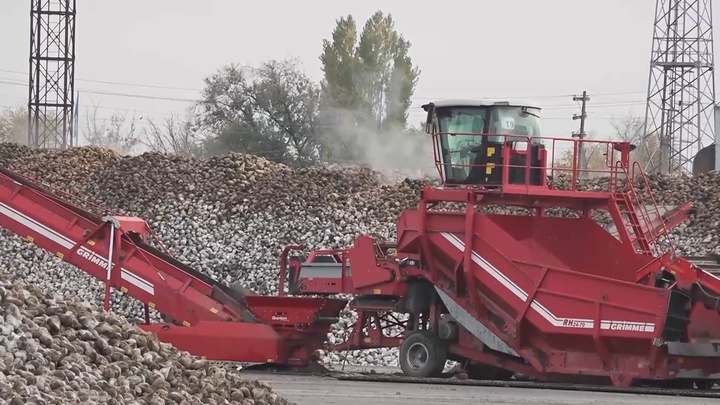 Жетісу облысы қант қызылшасы алқабын қысқартады