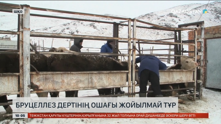 ШҚО-да бруцеллез дертінің ошағы жойылмай тұр