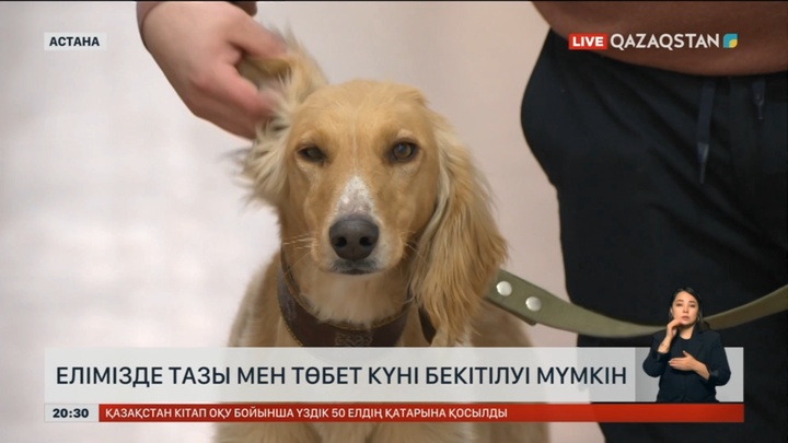 Елімізде тазы мен төбет күні бекітілуі мүмкін