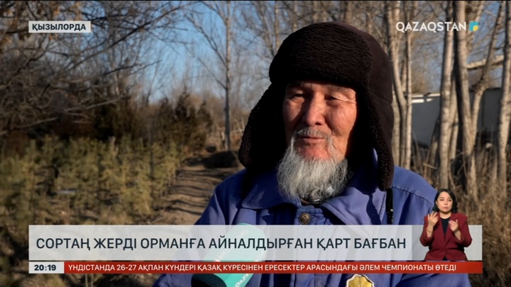 Қызылордада қарт бағбан сортаң жерді орманға айналдырды