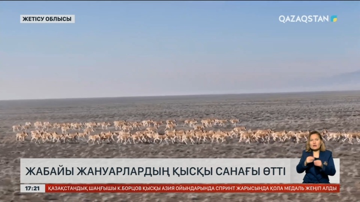 Жетісу облысында жабайы жануарлардың қысқы санағы өтті