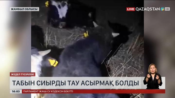 Жамбыл облысында 63 сиырды ұрлағандар ұсталды