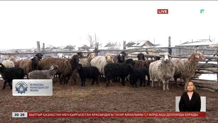 Елімізде еңбек нарығында 500-ден астам мал дәрігерінің орны бос тұр