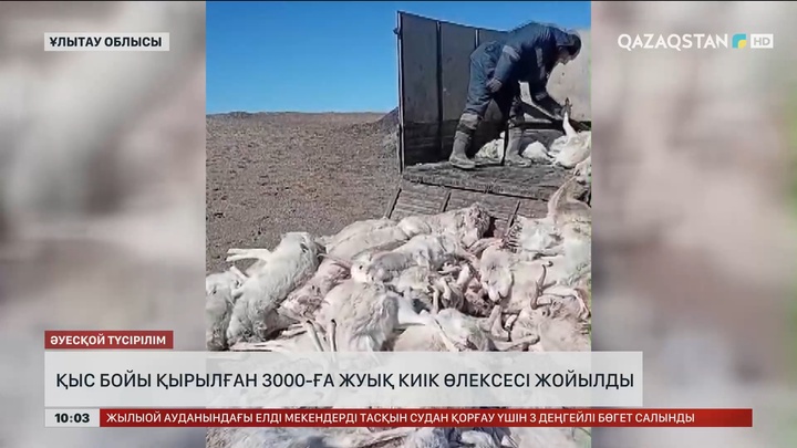 Ұлытау облысында қыс бойы қырылған 3000-ға жуық киік өлексесі жойылды