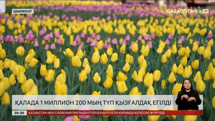 Шымкент қаласында 1 млн 200 мың түп қызғалдақ егілді