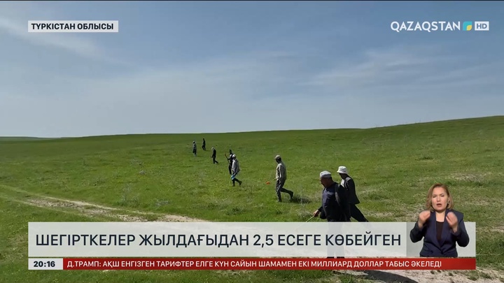 Түркістан облысында шегірткелер жылдағыдан 2,5 есеге көбейген