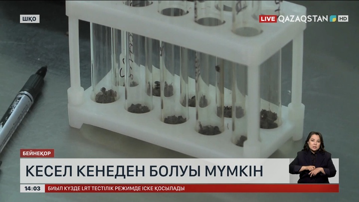 Шығыс Қазақстанда кене көбейді