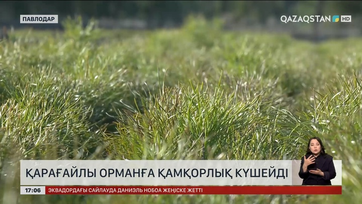 Павлодар облысындағы қарағайлы орманды қадағалау күшейді