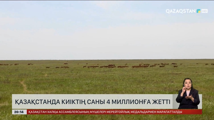 Қазақстанда киіктің саны 4 млн-ға жетті