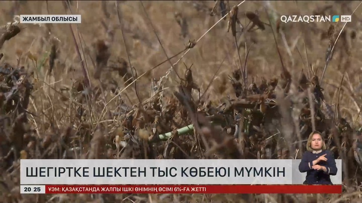 Жамбылда шегіртке шектен тыс көбеюі мүмкін