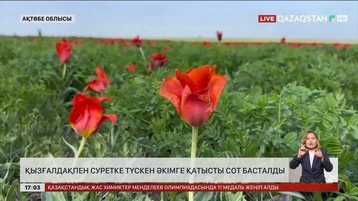 Ақтөбе облысында қызғалдақпен суретке түскен әкімге қатысты сот басталды