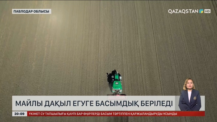 Павлодар облысында майлы дақыл егуге басымдық беріледі