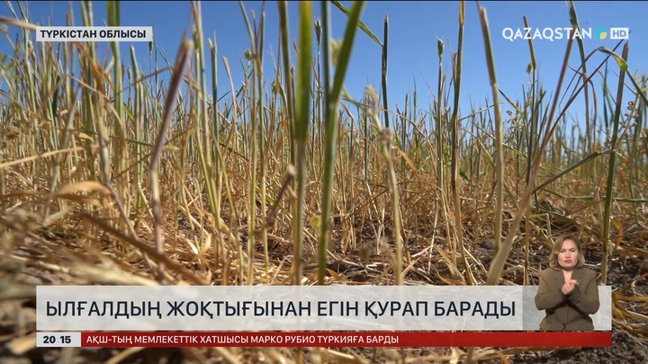 Түркістан облысында қуаңшылықтан егін қурап барады