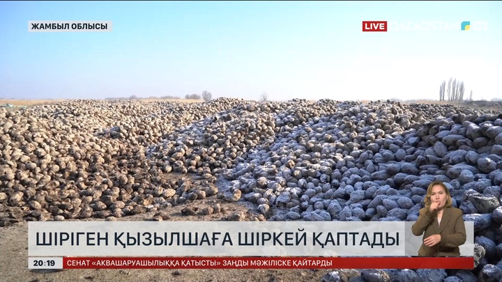 Жамбыл облысында шіріген қызылшаға шіркей қаптады