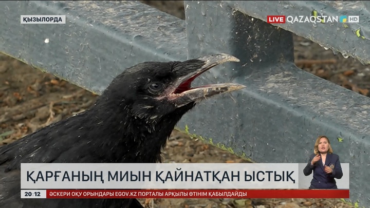 Қызылордада аптақ ыстықтан қарғалар қырылып жатыр