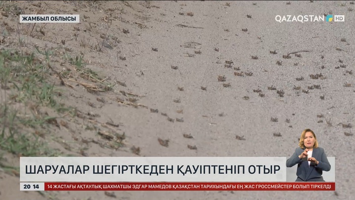 Жамбыл облысында шаруалар шегірткеден қауіптеніп отыр