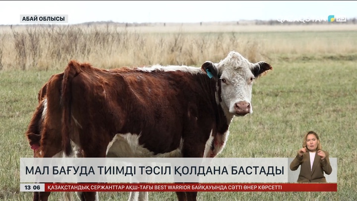 Абай облысында мал бағудың тиімді әдістері енгізіле бастады