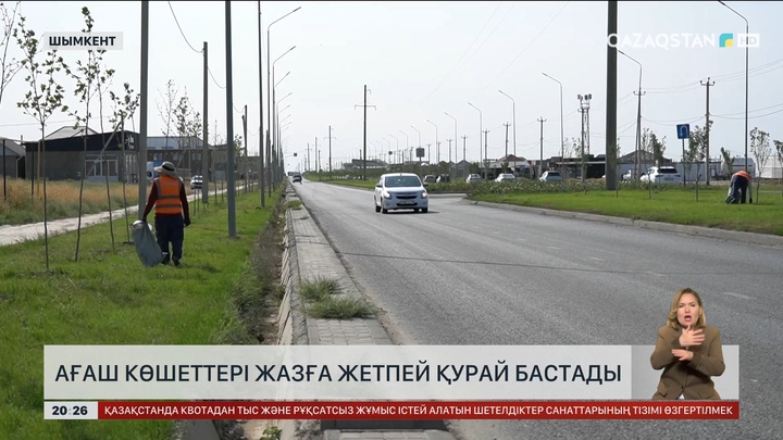 Шымкентте ағаш көшеттері жазға жетпей қурай бастады