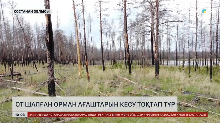 Қостанай облысында от шалған орман ағаштарын кесу тоқтап тұр