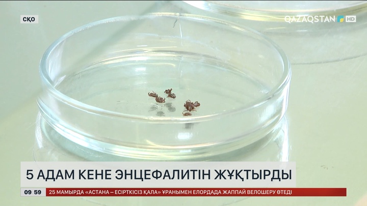 Солтүстік Қазақстан облысында 5 адам кене энцефалитін жұқтырды