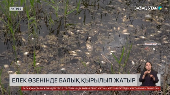 Ақтөбеде Елек өзенінде балық қырылып жатыр