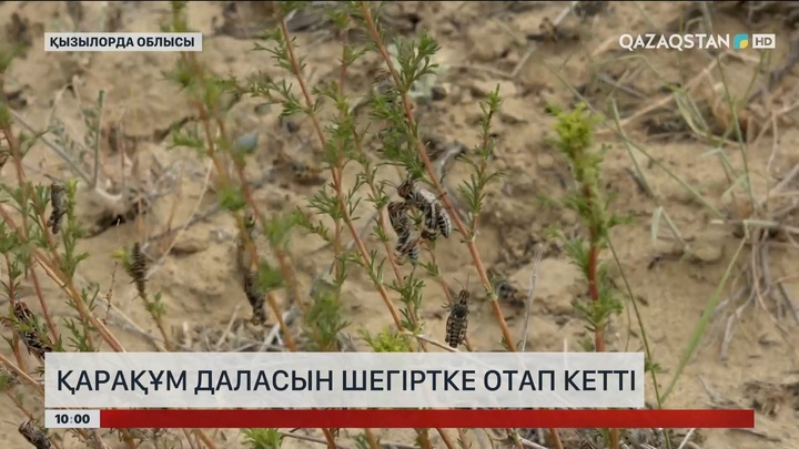 Қызылорда облысында Қарақұм даласын шегіртке отап кетті